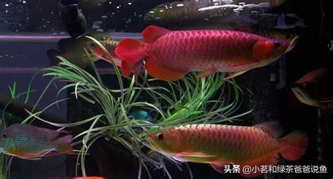 曼龍魚混養